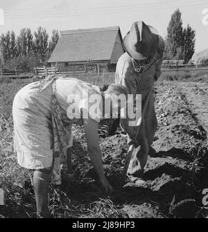 Coppia scavando le loro patate dolci in autunno. Irrigon, Morrow County, Oregon. Foto Stock