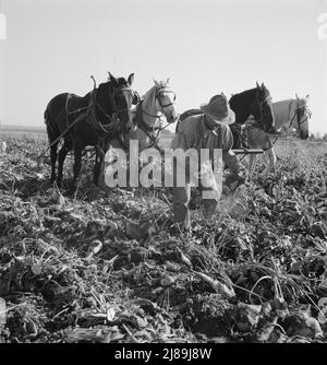 Guarnendo le barbabietole da zucchero dopo che il lifter le ha allentate. Vicino a Ontario, contea di Malheur, Oregon. Foto Stock