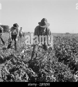 Guarnendo le barbabietole da zucchero dopo che il lifter le ha allentate. Vicino a Ontario, contea di Malheur, Oregon. Foto Stock