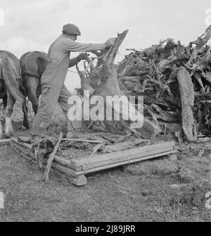 Il lavoratore ex-mulino libera otto acri di campo dopo che il bulldozer ha tirato i ceppi. Contea di Boundary, Idaho. Foto Stock