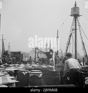 [Foto senza titolo, probabilmente legata a: New York, New York. Annaffiatura del pesce al mercato Fulton con acqua salata]. Foto Stock