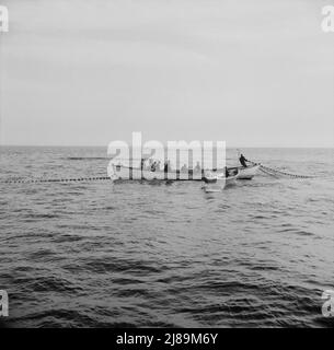 [Foto senza titolo, possibilmente relativa a: A bordo della barca da pesca Alden, fuori di Gloucestr, Massachusetts. L'equipaggio inizia a tirare le reti dopo aver intrappolato una scuola di sgombro. Le reti cadono quindici fathoms profondi, ma una scuola astuta dello sgombro a volte nuota sotto loro]. Foto Stock