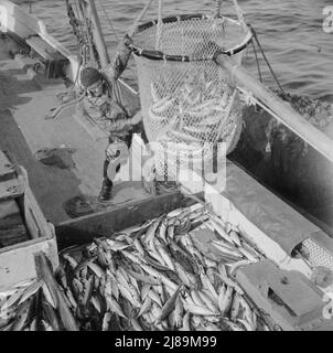 Grande rete di trasporto sgombro da reti al ponte Alden. Gloucester, Massachusetts. Foto Stock