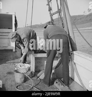 A bordo della barca da pesca Alden, out of Glocester, Massachusetts. Pescatori pulizia sgombro. Foto Stock