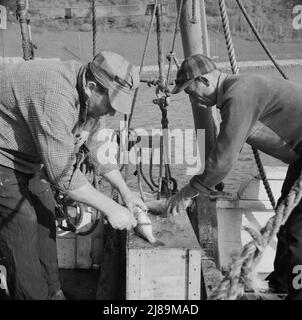 A bordo della barca da pesca Alden, out of Glocester, Massachusetts. Pescatori pulizia sgombro. Foto Stock