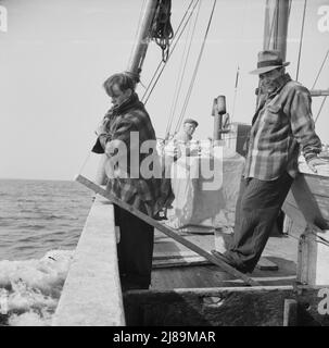 [Foto senza titolo, possibilmente relativa a: A bordo della barca da pesca Alden, fuori di Gloucester, Massachusetts. Parte dell'equipaggio che regola le reti di navigazione sulla barca di navigazione la prima mattina fuori. Franasco Parisi controlla il piccolo motore. Questa operazione viene eseguita a dieci nodi all'ora]. Foto Stock