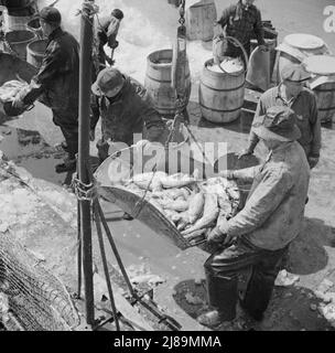 New York, New York. Fulton mercato del pesce banchina stevedores scarico e pesare il pesce al mattino presto. Foto Stock