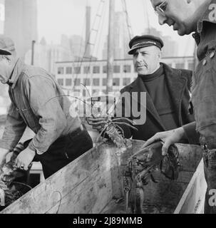 New York, New York. Fulton mercato del pesce bacino stevores con aragoste catturate nelle acque di pesca del New England. Foto Stock