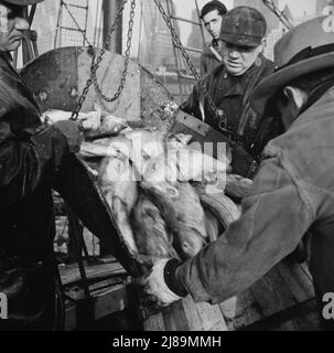 [Foto senza titolo, probabilmente legata a: New York, New York. Pescatori del New England che scaricano pesce al mercato del pesce di Fulton]. Foto Stock