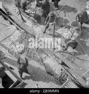 New York, New York. Fulton mercato del pesce banchina stevedores scarico e pesare il pesce al mattino presto. Foto Stock