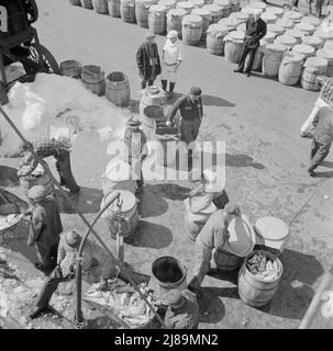 [Foto senza titolo, probabilmente legata a: New York, New York. Fulton mercato del pesce bacino stevedores scarico e pesare il pesce al mattino presto]. Foto Stock