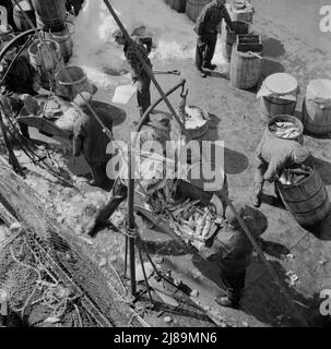 New York, New York. Fulton mercato del pesce banchina stevedores scarico e pesare il pesce al mattino presto. Foto Stock