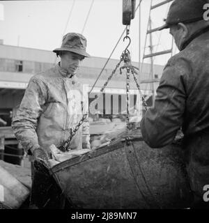 [Foto senza titolo, probabilmente legata a: New York, New York. Pescatori del New England che scaricano pesce al mercato del pesce Fulton]. Foto Stock