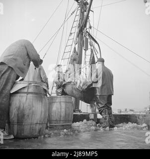 [Foto senza titolo, probabilmente legata a: New York, New York. Pescatori del New England che scaricano pesce al mercato del pesce Fulton]. Foto Stock