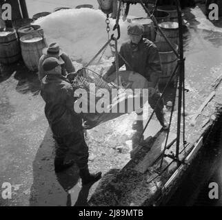 New York, New York. Fulton mercato del pesce banchina stevedores scarico e pesare il pesce al mattino presto. Foto Stock