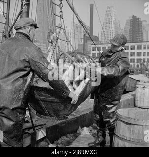 [Foto senza titolo, probabilmente legata a: New York, New York. Riempire un barile di merluzzo al mercato del pesce Fulton]. Foto Stock