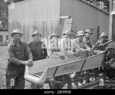 Sette degli otto agricoltori hanno mostrato con la loro taglierina per insilato di proprietà cooperativa nella fattoria Miller, dove stanno lavorando riempiendo il silo. West Carlton, Yamhill County, Oregon. Foto Stock