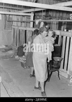 Vicino a Shafter, California. La famiglia dell'Oklahoma vive in un vecchio granaio di mucche e sceglie il cotone per settantacinque centesimi a 100 libbre. Durante lo sciopero del cotone. Foto Stock