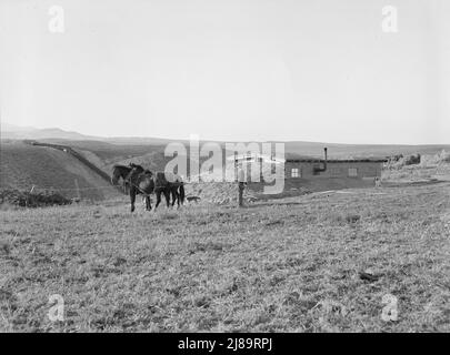 La casa di Daugherty [o Dougherty]. Nota sifone che porta l'acqua di irrigazione dal banco opposto. Distretto di Warm Springs, contea di Malheur, Oregon. Foto Stock