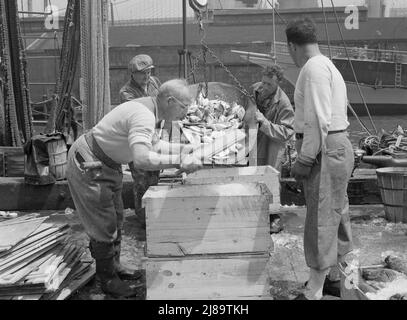 New York, New York. Ormeggio stevedores imballaggio e ghiaccio pesce al mercato Fulton pesce. Foto Stock