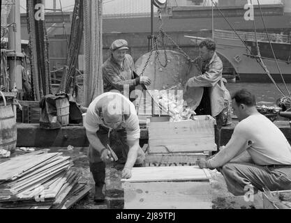 New York, New York. Ormeggio stevedores imballaggio e ghiaccio pesce al mercato Fulton pesce. Foto Stock