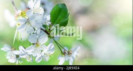 Rami di albero fioriti su un delicato sfondo naturale. Foto Stock