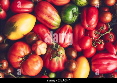 Varietá colorata di pomodori ciliegini e cetacei. Foto Stock