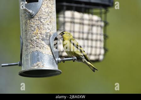 Primo piano immagine di un siskin eurasiatico maschile (Carduelis spinus) arroccato sul piolo di un alimentatore di semi nel Sole contro uno sfondo verde Foto Stock