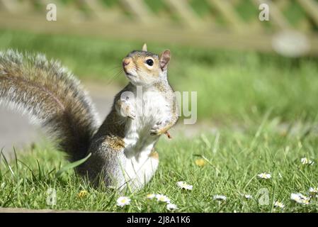 Primo piano Ritratto di fronte di uno scoiattolo grigio orientale (Sciurus carolinensis) in piedi su zampe posteriori guardando giocoso nel sole in un giardino in Galles, Regno Unito Foto Stock