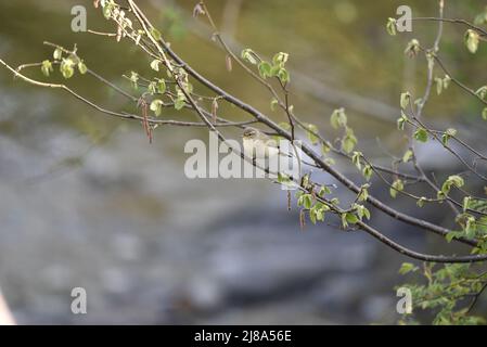 Chiffchaff comune (Phylloscopus collybita) arroccato a sinistra-profilo tra rami a Bud, sovrastante fiume sotto in Mid-Wales, Regno Unito in primavera Foto Stock