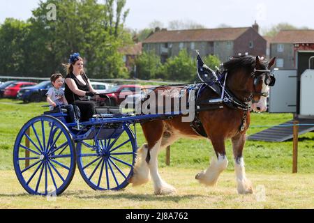 Ayr, Regno Unito. 14th maggio 2022. Dopo un gap di 2 anni a causa delle normative di Covid, l'Ayr County Show è tornato all'ippodromo di Ayr con mostre, mostre e competizioni che coprono tutti gli aspetti della vita agricola e rurale insieme alle sfide sportive nella 'Tug o' War' per le squadre di uomini e donne. L'evento, considerato uno dei più grandi del suo genere in Scozia, ha attirato migliaia di spettatori che hanno goduto il clima caldo e soleggiato. Credit: Findlay/Alamy Live News Foto Stock