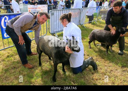 Ayr, Regno Unito. 14th maggio 2022. Dopo un gap di 2 anni a causa delle normative di Covid, l'Ayr County Show è tornato all'ippodromo di Ayr con mostre, mostre e competizioni che coprono tutti gli aspetti della vita agricola e rurale insieme alle sfide sportive nella 'Tug o' War' per le squadre di uomini e donne. L'evento, considerato uno dei più grandi del suo genere in Scozia, ha attirato migliaia di spettatori che hanno goduto il clima caldo e soleggiato. Credit: Findlay/Alamy Live News Foto Stock