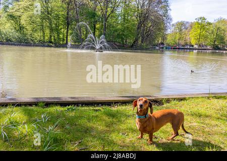 Dachshund marrone a capelli corti in piedi sull'erba guardando molto attentamente, lago con una fontana e alberi rigogliosi sullo sfondo, giorno di sole a Heid Foto Stock