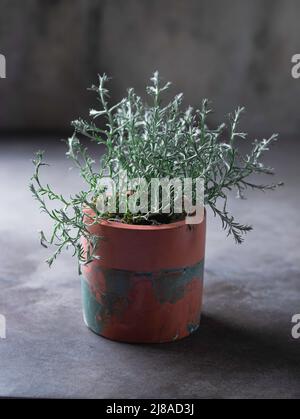 2 PCS VASI Per Piante Grasse Fioriera Davanzale Vaso Di Adornare Pianta