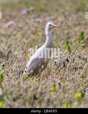 Allevamento di bestiame in un prato erboso a S'Albufera Wetland Majorca Foto Stock