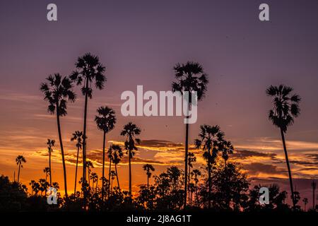 Sfondo della silhouette di Palm tree. Paesaggio californiano tramonto. Foresta tropicale e montagne. Tramonto cielo arancione. Panorama della natura. Foto Stock
