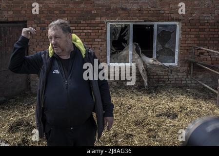 Vilhivka, Ucraina. 14th maggio 2022. Oleksandr Novikov, 58 anni, parla delle sue esperienze mentre una mucca morta è bloccata in una finestra dopo che i russi hanno abbattuto la sua fattoria uccidendo 80 mucche e maiali nella sua fattoria ad est di Kharkiv a Vilhivka, Ucraina, Sabato, 14 maggio 2022. Le forze russe si stanno ritirando dalla città Ucraina settentrionale, precedentemente occupata, di Kharkiv, i funzionari militari hanno dichiarato sabato, mentre Kyiv ha lanciato una controffensiva nella vicina città di Izium. Foto di Ken Cedeno/UPI Credit: UPI/Alamy Live News Foto Stock