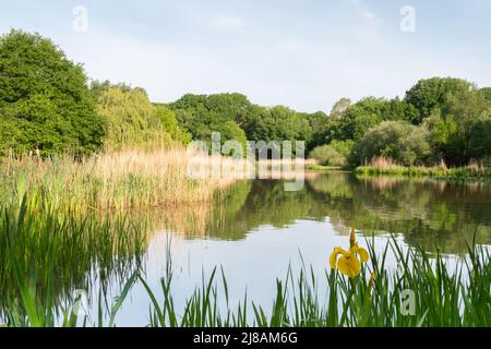 Il lago ornamentale sul Southampton Common Foto Stock