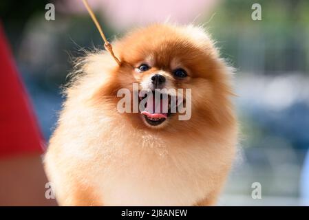 Un allegro Pomeraniano illuminato dal sole guarda in su. La bocca del cane è aperta e la sua lingua si stacca. Primo piano. Foto Stock