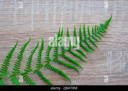 Cattura dettagliata di una foglia di felce su sfondo di legno Foto Stock