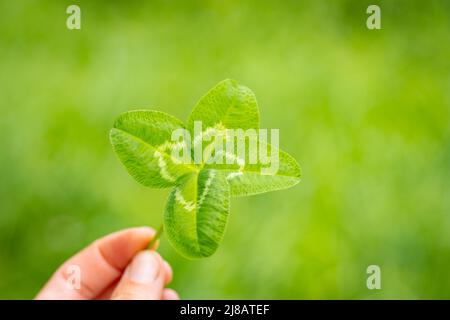 Primo piano di una foto di quattro lasciare trifoglio, con sfondo verde e sfocato, buona fortuna Foto Stock