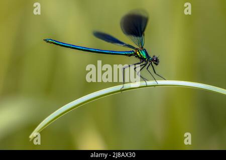 demoiselle a fasce (Calopteryx splendens) adagiata su foglie d'erba con sfondo verde Foto Stock
