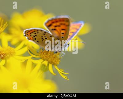 European Butterfly Sooty Copper (Lycaena tityrus) arroccato sui fiori di Ragwort (Jacobaea vulgaris) in background, bella bokeh. Farfalla in Europa Foto Stock