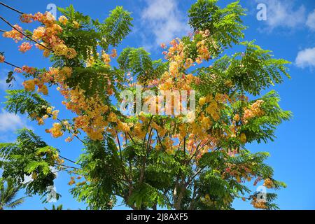 Impressioni panoramiche dal famoso Honolulu, Oahu HI Foto Stock