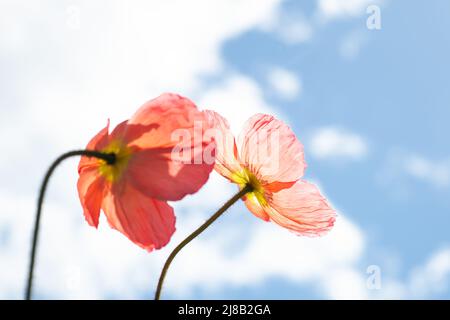 Islanda papavero fiori, cielo blu e nuvole bianche che rotolano. Avere una prospettiva e una visione positiva nella vita. Foto Stock