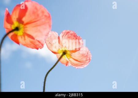 Islanda papavero fiori, cielo blu e nuvole bianche che rotolano. Prospettive positive sul mondo. Foto Stock