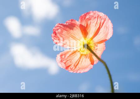 Islanda papavero fiore, cielo blu e nuvole bianche. Fiore di breve durata che si crogiolano al sole. Fiore papavero che si allunga verso il cielo blu e si sente felice. Foto Stock