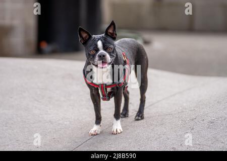 Boston Terrior con occhi marroni, lingua fuori, fissando la macchina fotografica. Foto Stock
