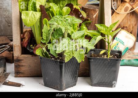 Le piante vegitative di pepe e pomodoro sono iniziate dal seme su una panca da giardino Foto Stock