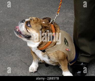 Smedley, USMC Mascot, in formazione al Marine Corps Recruit Depot, San Diego. Foto Stock